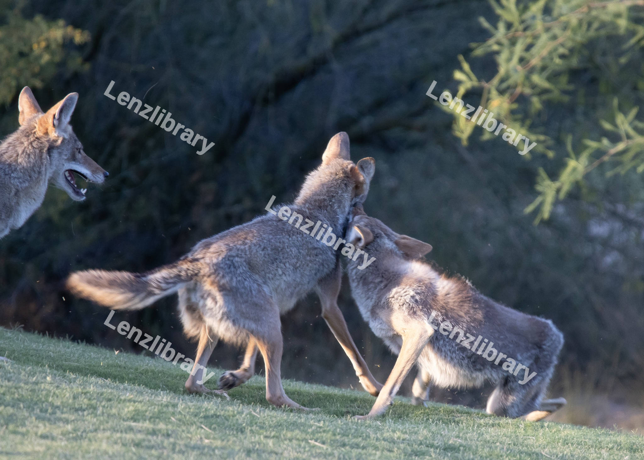 Foxes playing